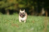 BOULEDOGUE FRANCAIS 1216